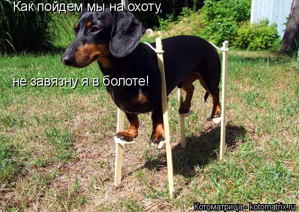 Котоматрица: Как пойдем мы на охоту, не завязну я в болоте!
