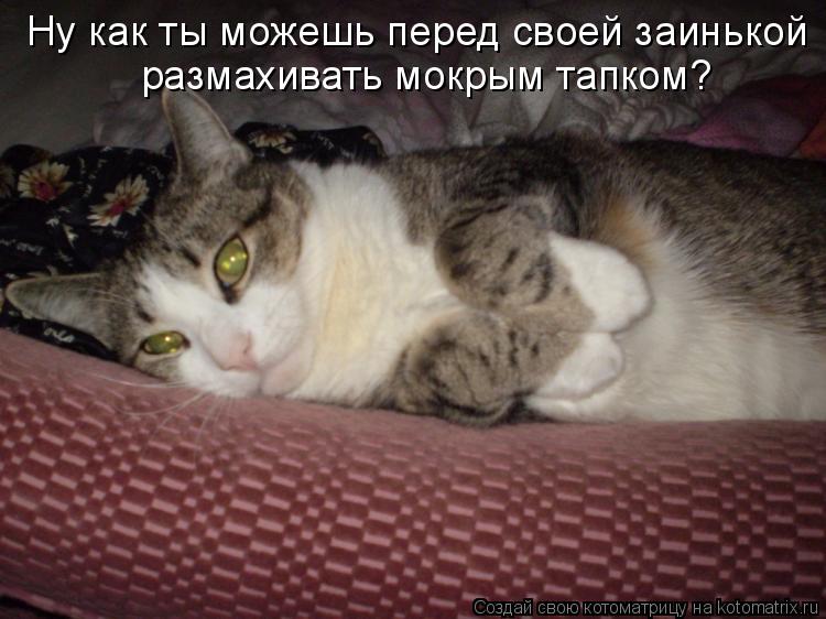 Ну как ты можешь перед своей заинькой размахивать мокрым тапком?... Котоматрица: Ну как ты можешь перед своей заинькой размахивать мокрым тапком?