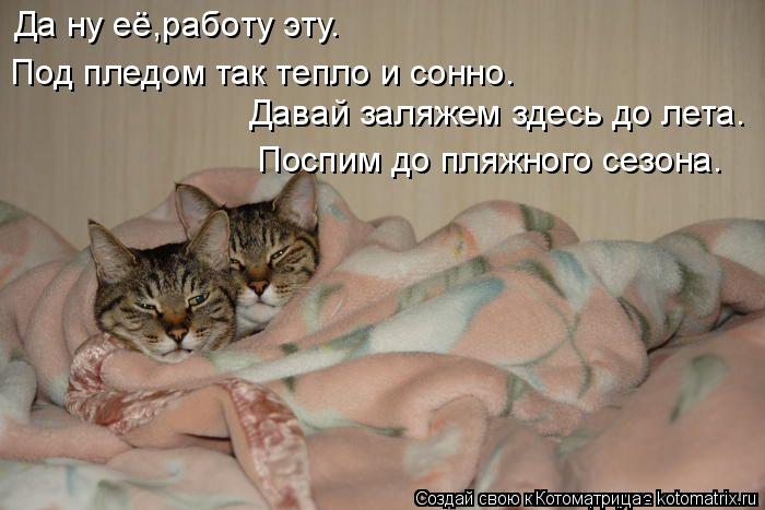 Котоматрица: Да ну её,работу эту. Под пледом так тепло и сонно. Давай заляжем здесь до лета. Поспим до пляжного сезона.