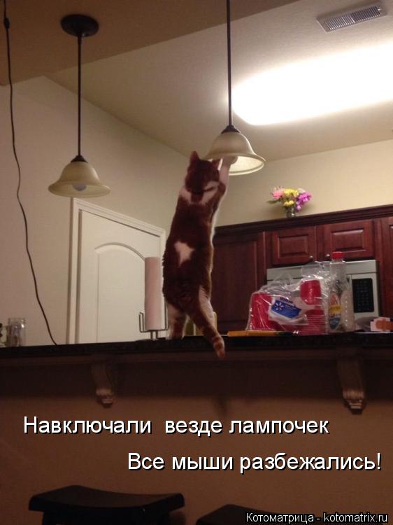 Котоматрица: Навключали  везде лампочек Все мыши разбежались!
