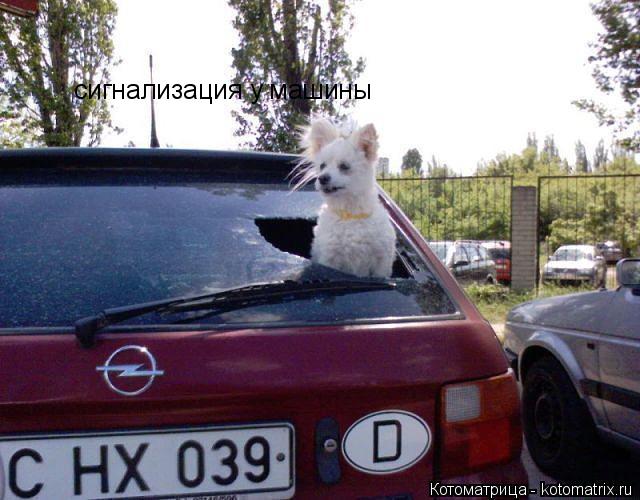 Котоматрица: сигнализация у машины