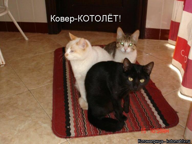 Котоматрица: Ковер-КОТОЛЁТ!