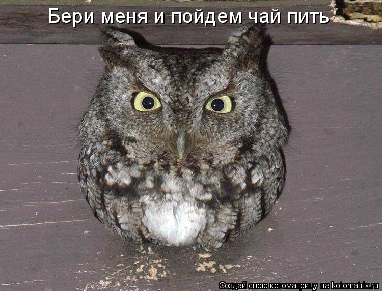 Котоматрица: Бери меня и пойдем чай пить