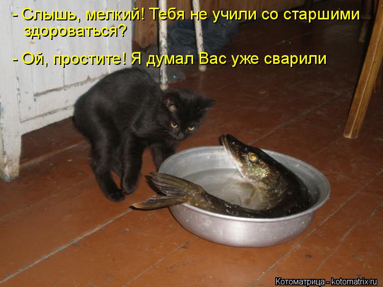 Котоматрица: - Слышь, мелкий! Тебя не учили со старшими здороваться? - Ой, простите! Я думал Вас уже сварили