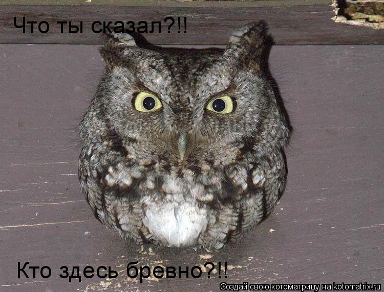 Что ты сказал?!! Кто здесь бревно?!!... Котоматрица: Что ты сказал?!! Кто здесь бревно?!!