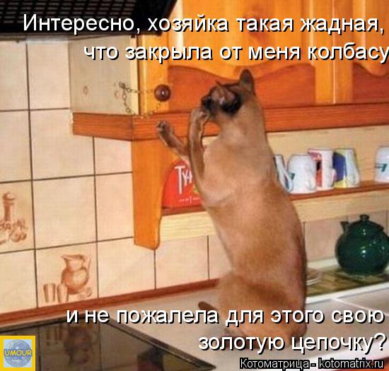 Котоматрица: Интересно, хозяйка такая жадная,   что закрыла от меня колбасу и не пожалела для этого свою золотую цепочку?
