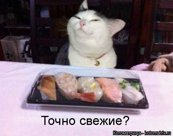 Котоматрица: Точно свежие?