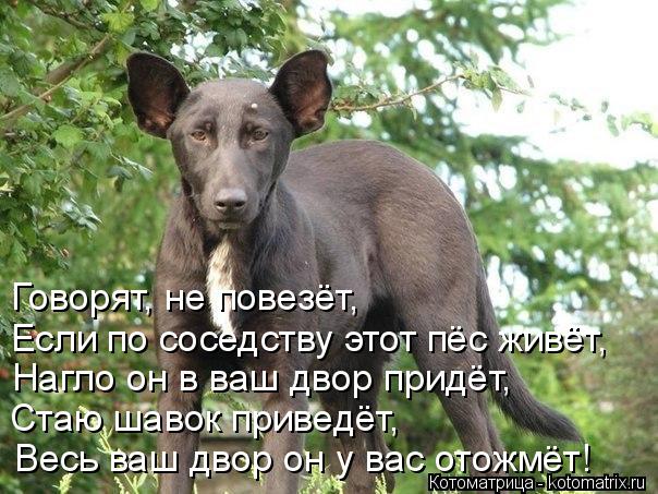 Весь ваш двор он у вас отожмёт! Стаю шавок приведёт, Нагло он в ваш двор придёт, Если по соседству эт... Котоматрица: Весь ваш двор он у вас отожмёт! Стаю шавок приведёт, Нагло он в ваш двор придёт, Если по соседству этот пёс живёт, Говорят, не повезёт,