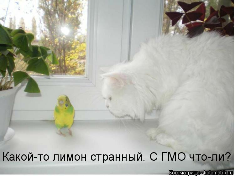Какой-то лимон странный. С ГМО что-ли?... Котоматрица: Какой-то лимон странный. С ГМО что-ли?