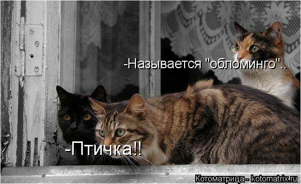 -Птичка!! -Называется "обломинго"..... Котоматрица: -Птичка!! -Называется "обломинго"..