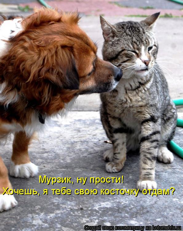 Котоматрица: Мурзик, ну прости! Хочешь, я тебе свою косточку отдам?