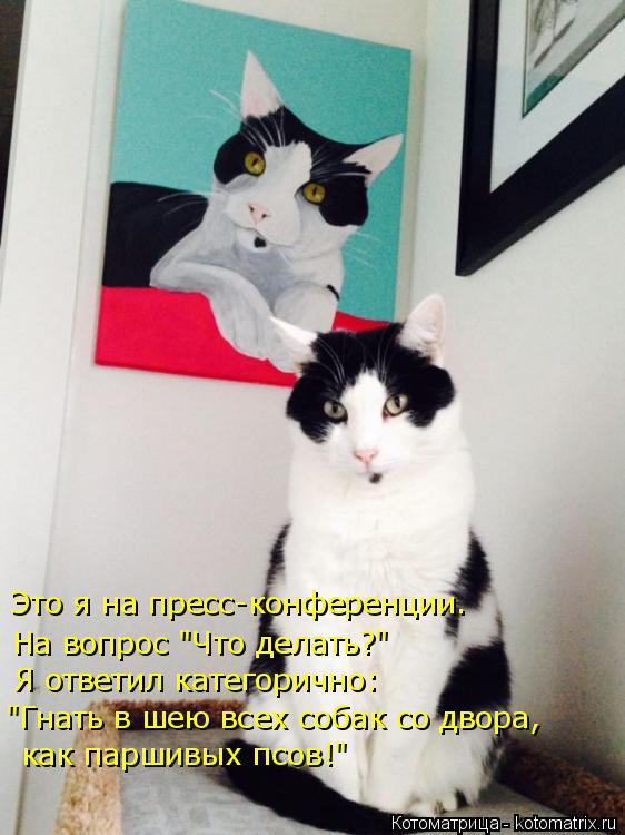 Это я на пресс-конференции. Я ответил категорично: "Гнать в шею всех собак со двора, как паршивых псо... Котоматрица: Это я на пресс-конференции. Я ответил категорично: "Гнать в шею всех собак со двора, как паршивых псов!" На вопрос "Что делать?"