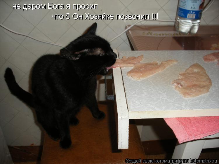 не даром Бога я просил , что б Он Хозяйке позвонил !!!... Котоматрица: не даром Бога я просил , что б Он Хозяйке позвонил !!!