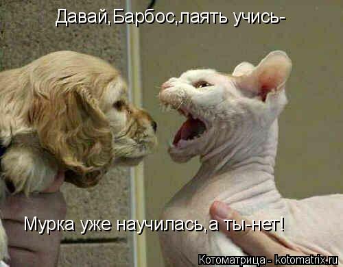 Давай,Барбос,лаять учись- Мурка уже научилась,а ты-нет!... Котоматрица: Давай,Барбос,лаять учись- Мурка уже научилась,а ты-нет!