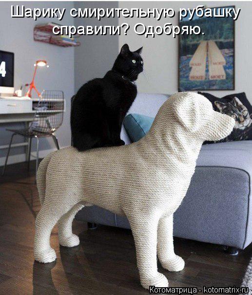Шарику смирительную рубашку справили? Одобряю.... Котоматрица: Шарику смирительную рубашку справили? Одобряю.