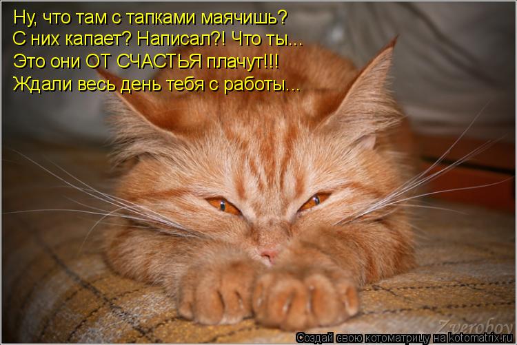http://kotomatrix.ru/images/lolz/2015/02/09/kotomatritsa_ln.jpg