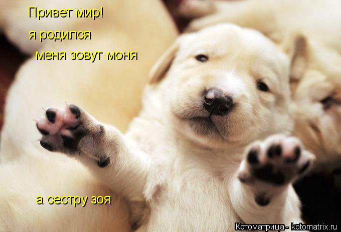Котоматрица: Привет мир! я родился меня зовут моня а сестру зоя