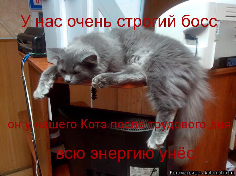У нас очень строгий босс он у нашего Котэ после трудового дня всю энергию унёс!... Котоматрица: У нас очень строгий босс он у нашего Котэ после трудового дня всю энергию унёс!