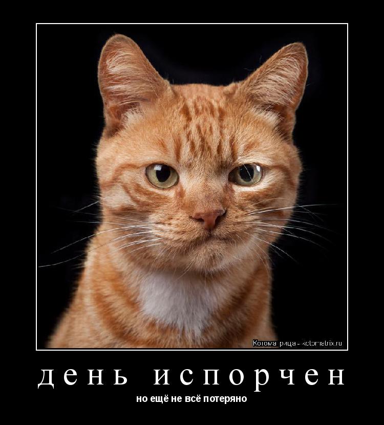 день испорчен но ещё не всё потеряно... Котоматрица: день испорчен но ещё не всё потеряно