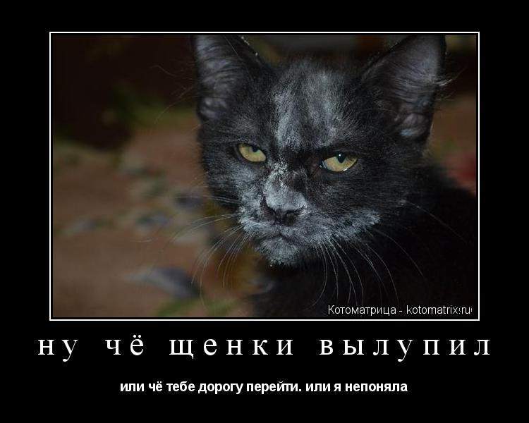 ну чё щенки вылупил или чё тебе дорогу перейти. или я непоняла... Котоматрица: ну чё щенки вылупил или чё тебе дорогу перейти. или я непоняла