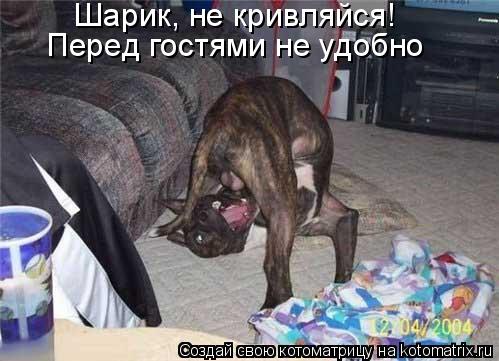 Шарик, не кривляйся! Перед гостями не удобно... Котоматрица: Шарик, не кривляйся! Перед гостями не удобно