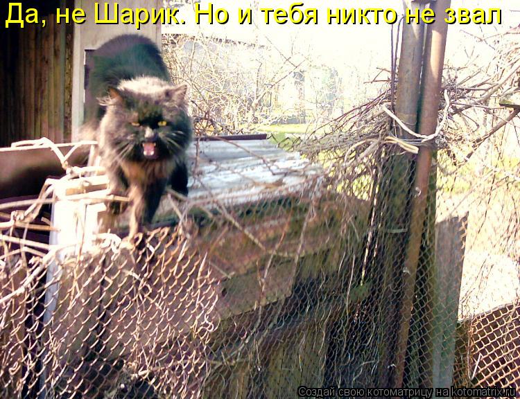 Да, не Шарик. Но и тебя никто не звал... Котоматрица: Да, не Шарик. Но и тебя никто не звал