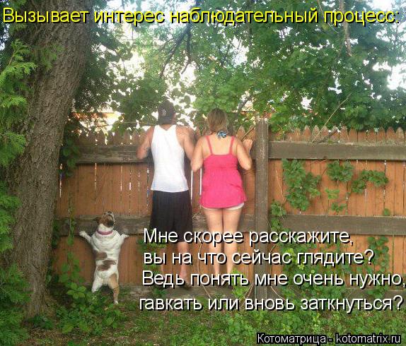 Котоматрица: Вызывает интерес наблюдательный процесс: Мне скорее расскажите,  вы на что сейчас глядите? Ведь понять мне очень нужно, гавкать или вновь за