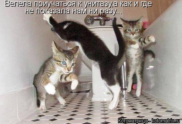 Велела приучаться к унитазу,а как и где не показала нам ни разу...... Котоматрица: Велела приучаться к унитазу,а как и где не показала нам ни разу...