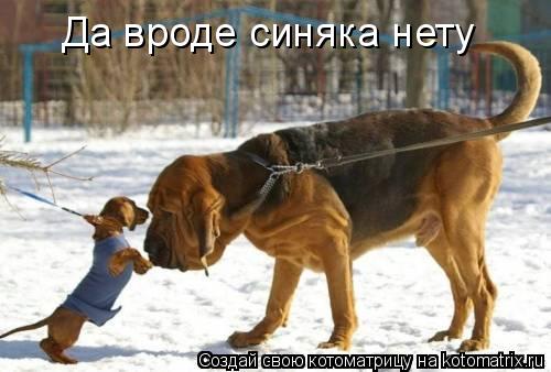 Да вроде синяка нету... Котоматрица: Да вроде синяка нету