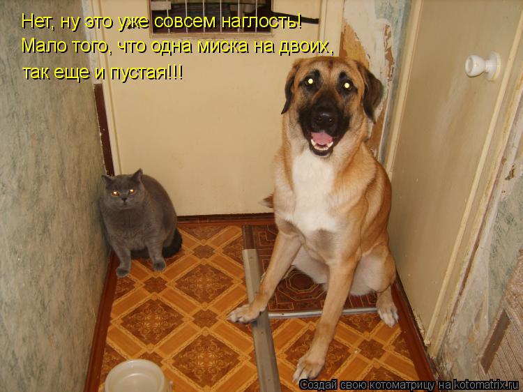 Нет, ну это уже совсем наглость! Мало того, что одна миска на двоих, так еще и пустая!!!... Котоматрица: Нет, ну это уже совсем наглость! Мало того, что одна миска на двоих, так еще и пустая!!!