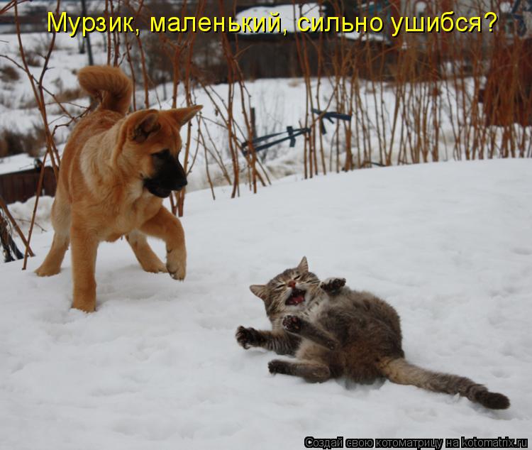 Мурзик, маленький, сильно ушибся?... Котоматрица: Мурзик, маленький, сильно ушибся?