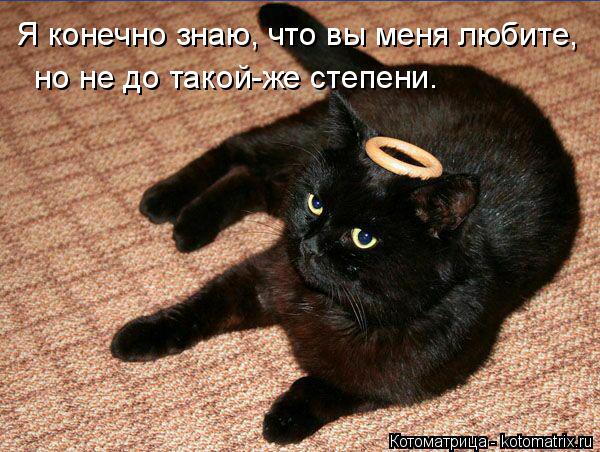 Я конечно знаю, что вы меня любите, но не до такой-же степени.... Котоматрица: Я конечно знаю, что вы меня любите, но не до такой-же степени.