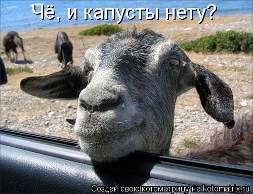 Чё, и капусты нету?... Котоматрица: Чё, и капусты нету?