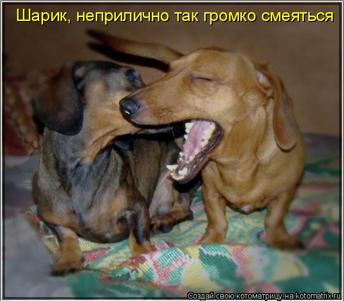 Шарик, неприлично так громко смеяться... Котоматрица: Шарик, неприлично так громко смеяться