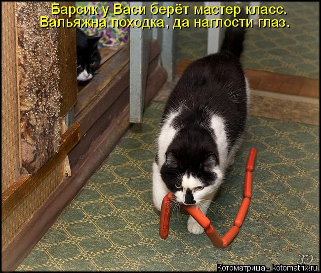 Барсик у Васи берёт мастер класс. Вальяжна походка, да наглости глаз.... Котоматрица: Барсик у Васи берёт мастер класс. Вальяжна походка, да наглости глаз.