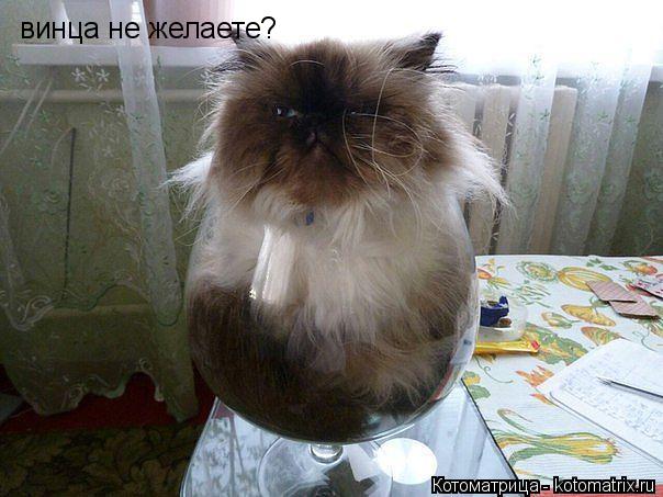 винца не желаете?... Котоматрица: винца не желаете?