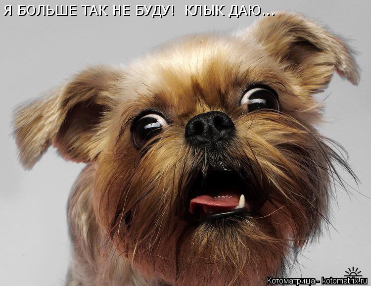 Я БОЛЬШЕ ТАК НЕ БУДУ! КЛЫК ДАЮ...... Котоматрица: Я БОЛЬШЕ ТАК НЕ БУДУ! КЛЫК ДАЮ...