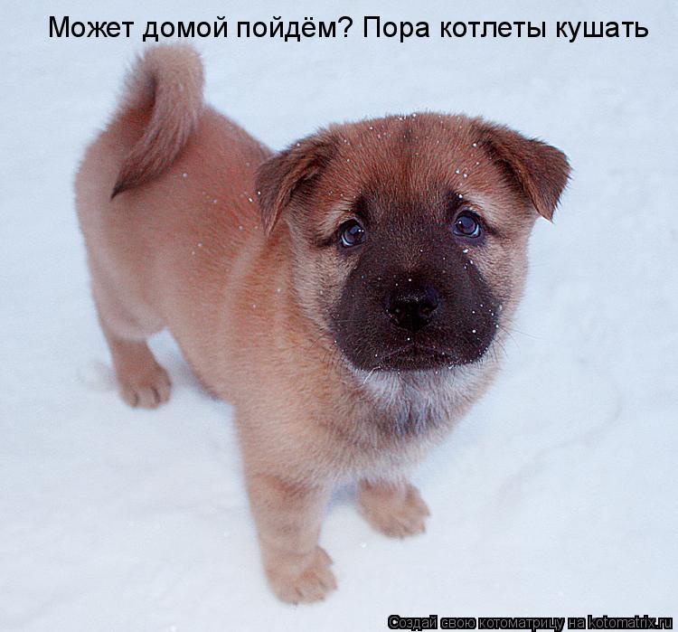 Может домой пойдём? Пора котлеты кушать... Котоматрица: Может домой пойдём? Пора котлеты кушать
