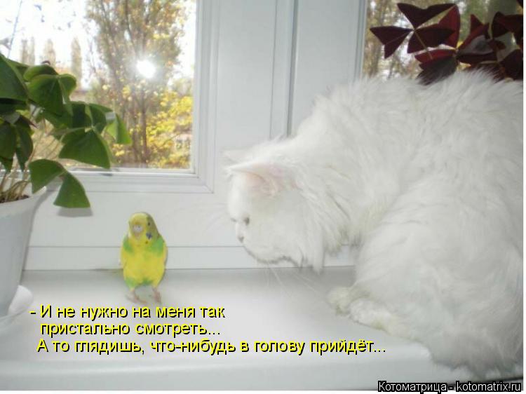 - И не нужно на меня так пристально смотреть... А то глядишь, что-нибудь в голову прийдёт...... Котоматрица: - И не нужно на меня так пристально смотреть... А то глядишь, что-нибудь в голову прийдёт...