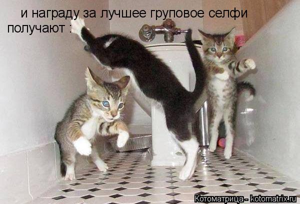 и награду за лучшее груповое селфи получают :... Котоматрица: и награду за лучшее груповое селфи получают :