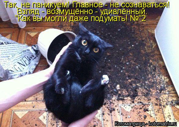 Так, не паникуем! Главное - не сознаваться! Взляд - возмущённо - удивлённый. "Как вы могли даже поду... Котоматрица: Так, не паникуем! Главное - не сознаваться! Взляд - возмущённо - удивлённый. "Как вы могли даже подумать! №"2