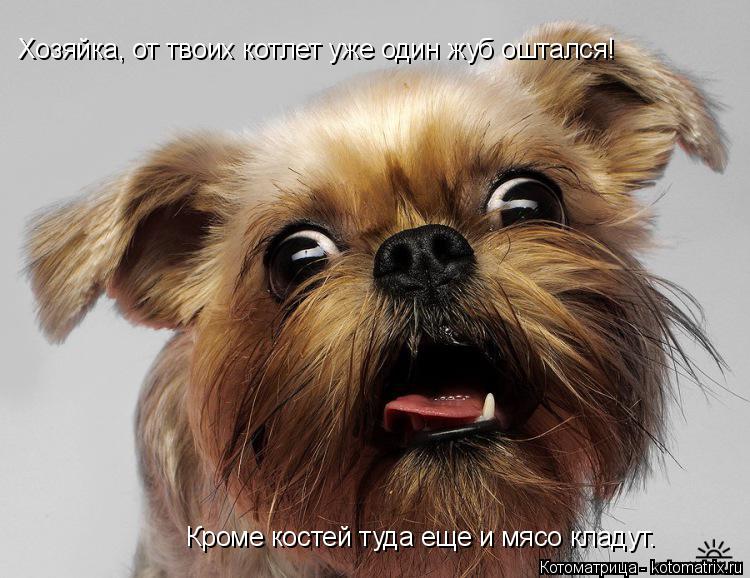 Хозяйка, от твоих котлет уже один жуб оштался! Кроме костей туда еще и мясо кладут.... Котоматрица: Хозяйка, от твоих котлет уже один жуб оштался! Кроме костей туда еще и мясо кладут.