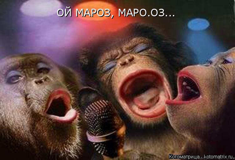 Котоматрица: ОЙ МАРОЗ, МАРО.ОЗ...