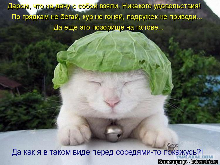 Даром, что на дачу с собой взяли. Никакого удовольствия! По грядкам не бегай, кур не гоняй, подружек ... Котоматрица: Даром, что на дачу с собой взяли. Никакого удовольствия! По грядкам не бегай, кур не гоняй, подружек не приводи... Да еще это позорище на голов