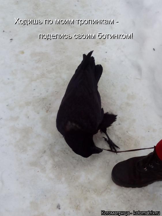 Ходишь по моим тропинкам - поделись своим ботинком!... Котоматрица: Ходишь по моим тропинкам - поделись своим ботинком!