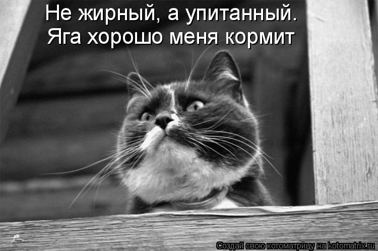 Не жирный, а упитанный. Яга хорошо меня кормит... Котоматрица: Не жирный, а упитанный. Яга хорошо меня кормит