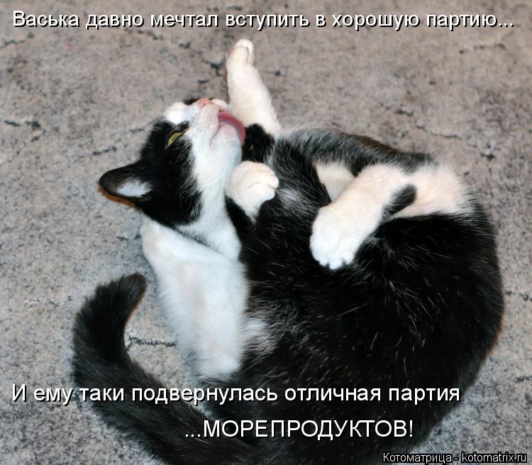 Васька давно мечтал вступить в хорошую партию... И ему таки подвернулась отличная партия ...МОРЕПРОДУ... Котоматрица: Васька давно мечтал вступить в хорошую партию... И ему таки подвернулась отличная партия ...МОРЕПРОДУКТОВ!