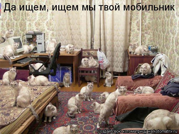 Да ищем, ищем мы твой мобильник... Котоматрица: Да ищем, ищем мы твой мобильник
