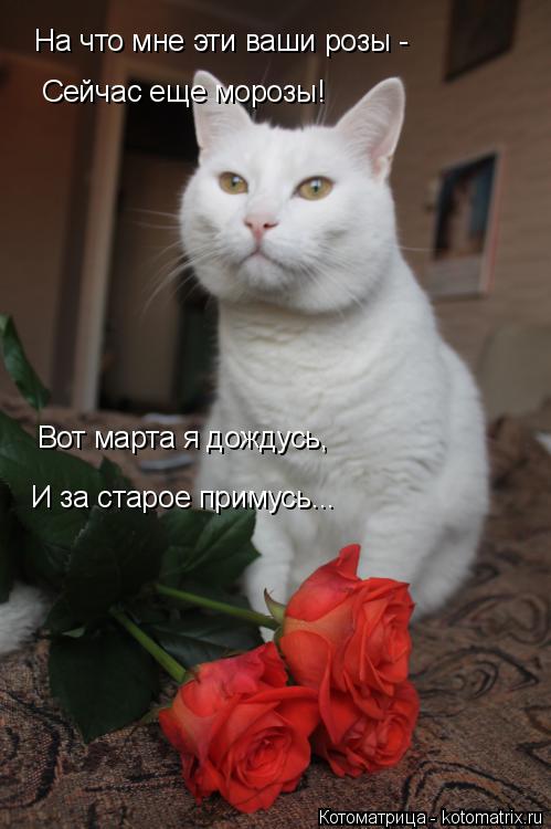 Котоматрица: На что мне эти ваши розы -  Сейчас еще морозы! Вот марта я дождусь, И за старое примусь...