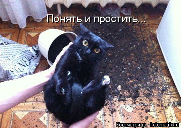 Понять и простить...... Котоматрица: Понять и простить...